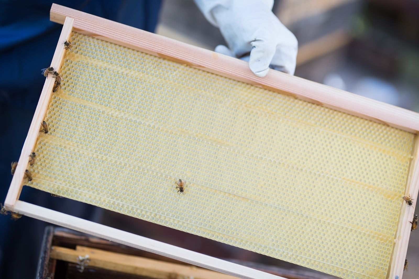 「新しい養蜂用の蜜板」の写真