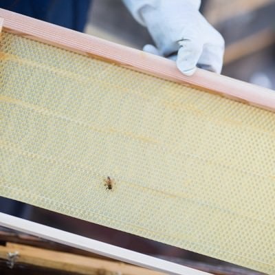 新しい養蜂用の蜜板の写真