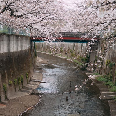 石神井川と両側の桜の写真