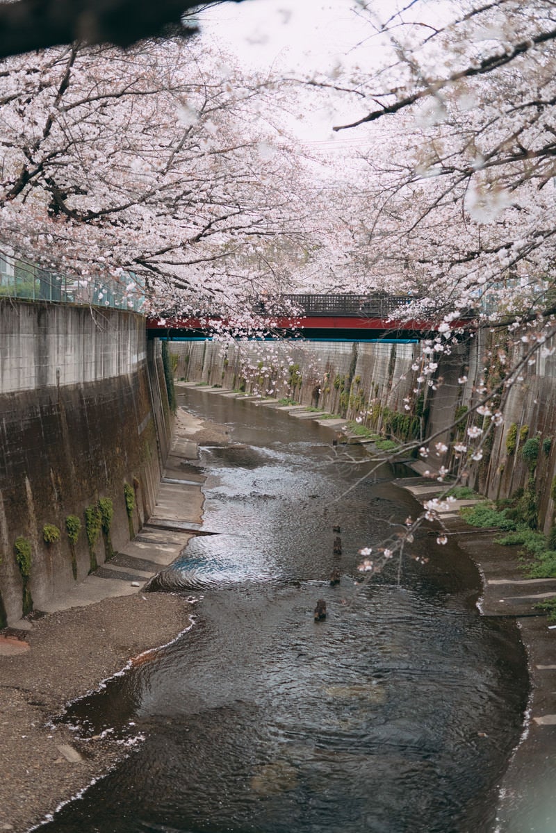 「石神井川と両側の桜」の写真