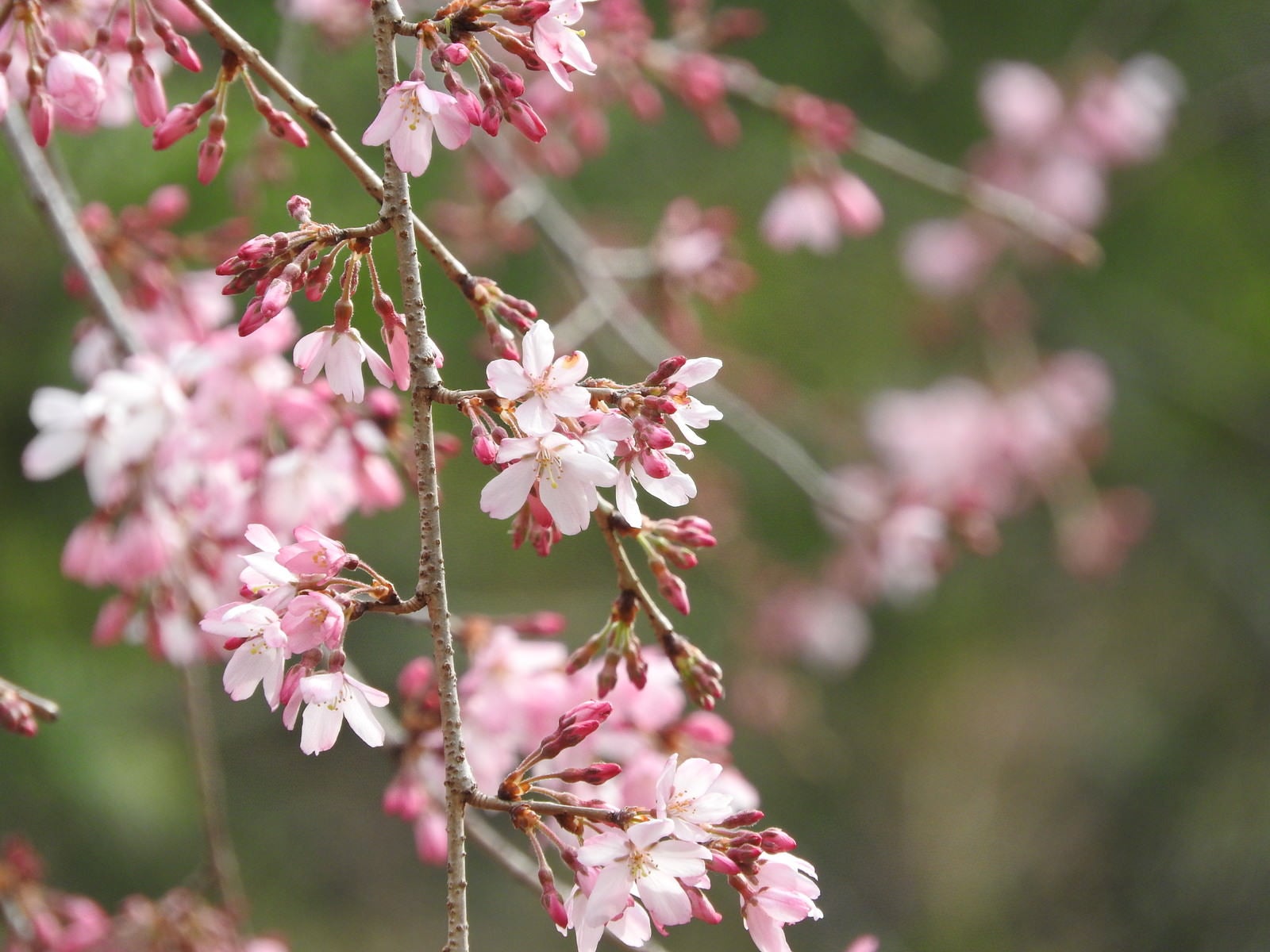 「枝垂れ桜（シダレザクラ）」の写真