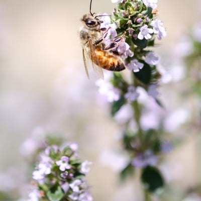 ハーブの花から蜜を吸う蜜蜂の写真