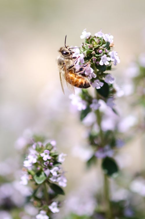 ハーブの花から蜜を吸う蜜蜂の写真