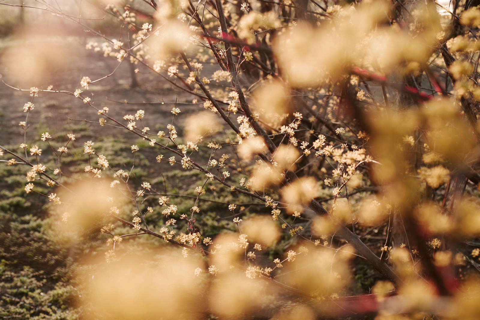 「光り輝く山茱萸（サンシュユ）」の写真