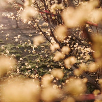 光り輝く山茱萸（サンシュユ）の写真