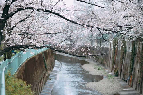 川に伸びる桜の枝（石神井川）の写真