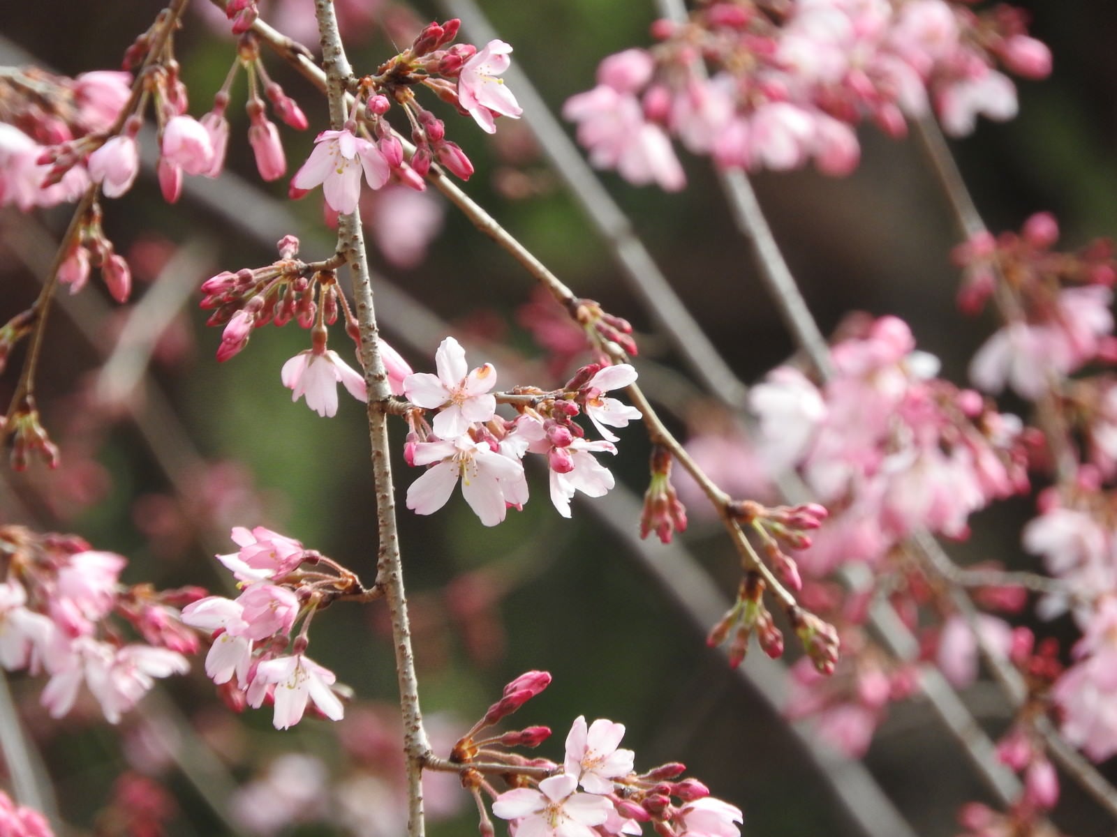 「枝垂れ桜」の写真