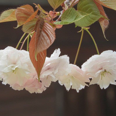 白い八重桜の写真