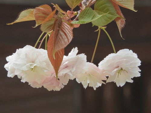 白い八重桜の写真