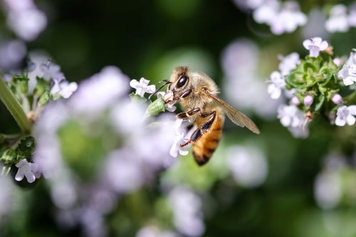 花の蜜を吸うミツバチの写真