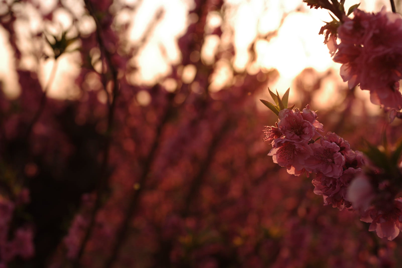 「夕日に浮かび上がる梅の花」の写真