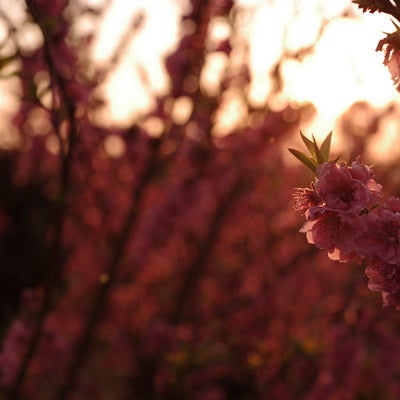 夕日に浮かび上がる梅の花の写真