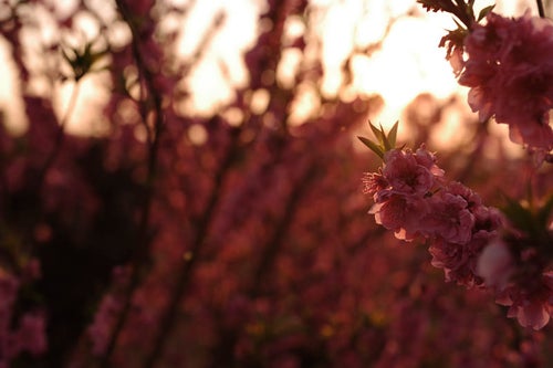 夕日に浮かび上がる梅の花の写真
