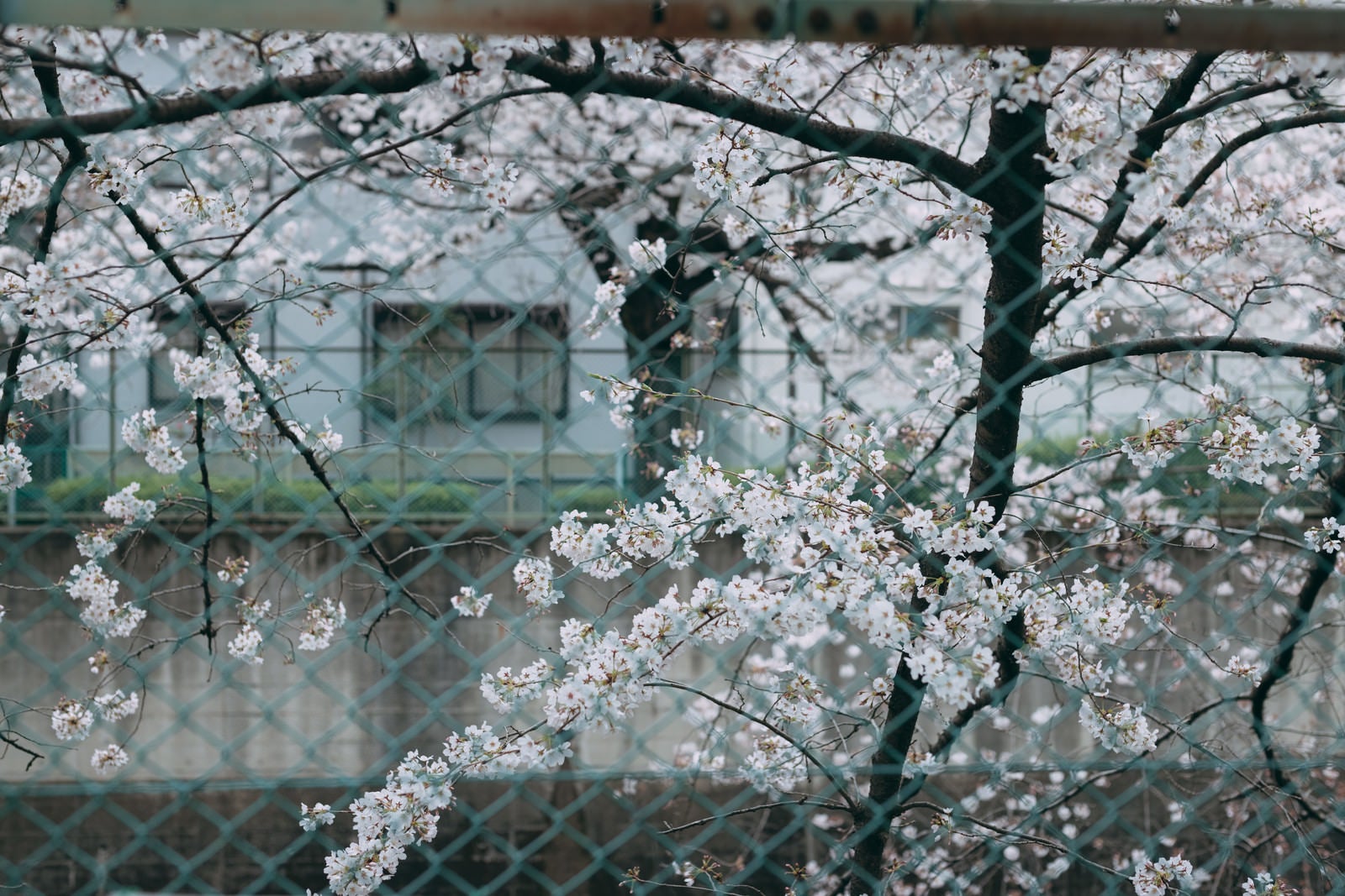 「フェンス越しの桜」の写真