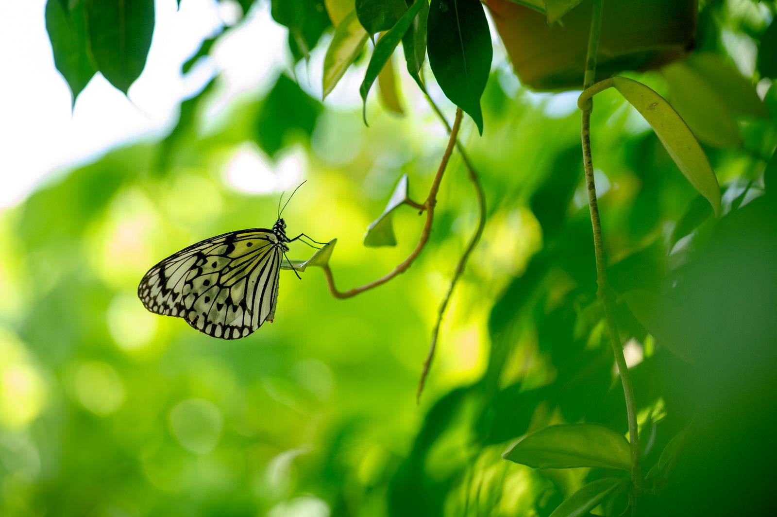 「オオゴマダラ（蝶）」の写真