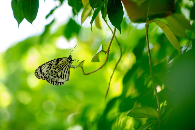 オオゴマダラ（蝶）の写真
