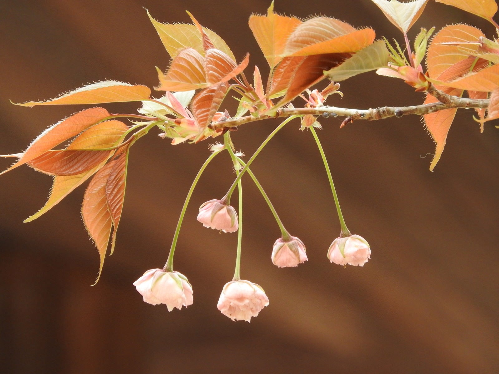 「花開く前の八重桜」の写真