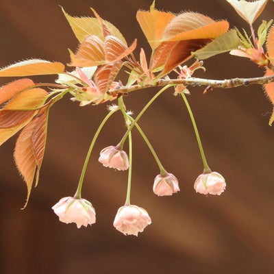 花開く前の八重桜の写真