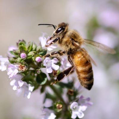 ハーブから吸蜜する働き蜂の写真