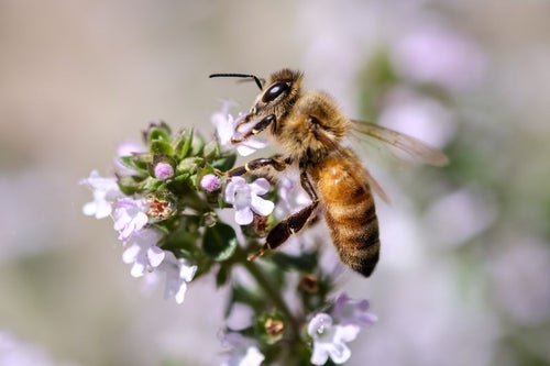 ハーブから吸蜜する働き蜂の写真