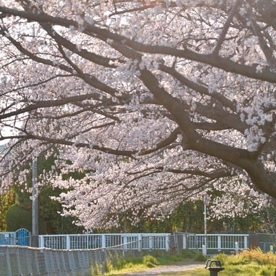 午後の陽光に包まれる桜道の写真