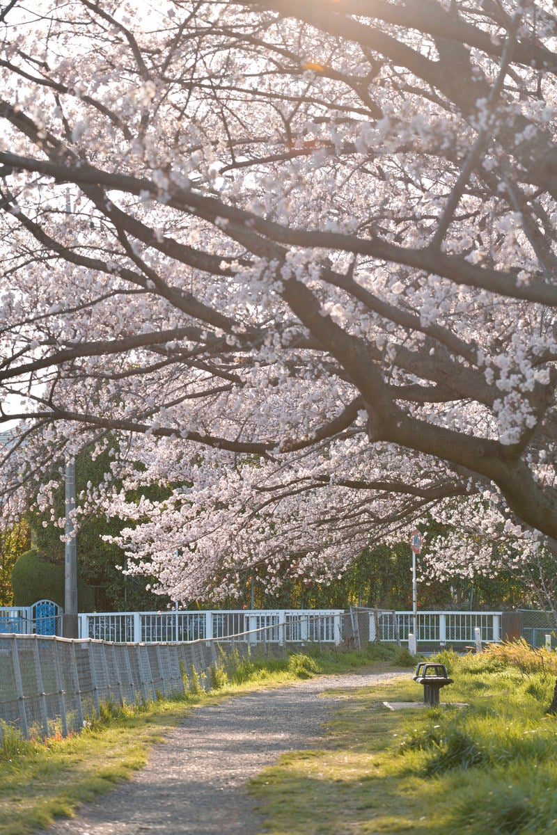 「午後の陽光に包まれる桜道」の写真