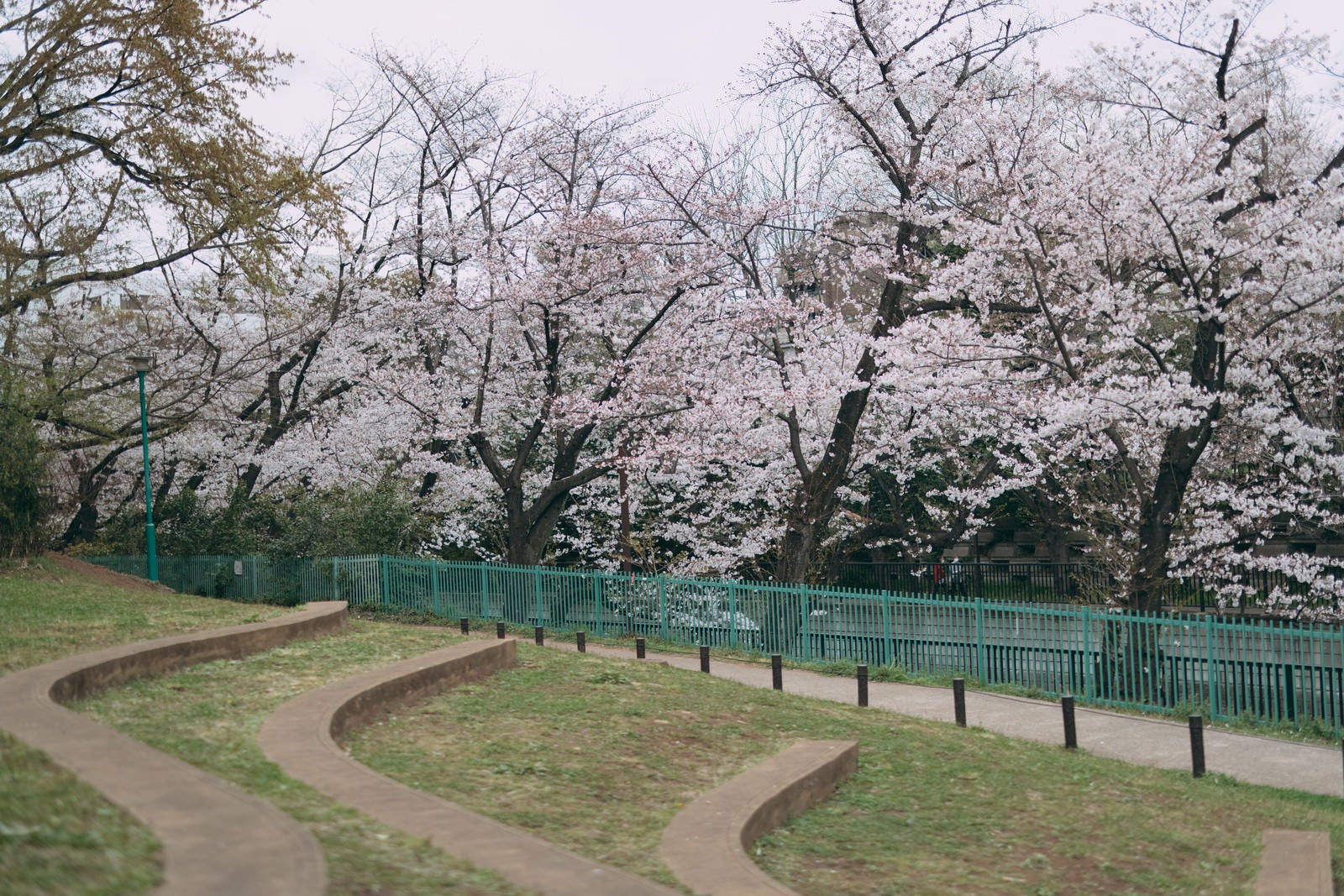 「板橋区立加賀公園と桜並木」の写真