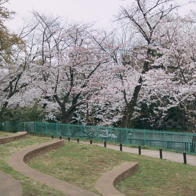 板橋区立加賀公園と桜並木の写真