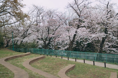 板橋区立加賀公園と桜並木の写真