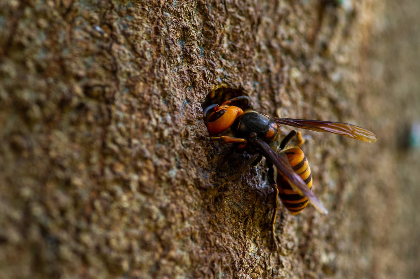 「顔を突っ込むオオスズメバチ」の写真