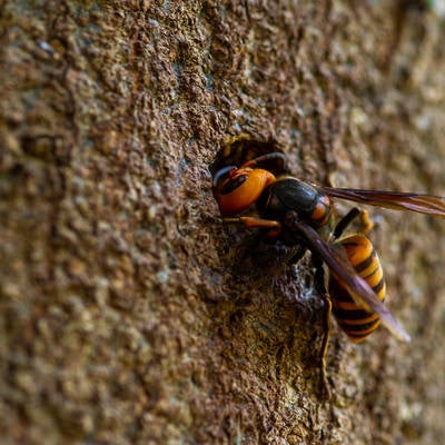 顔を突っ込むオオスズメバチの写真