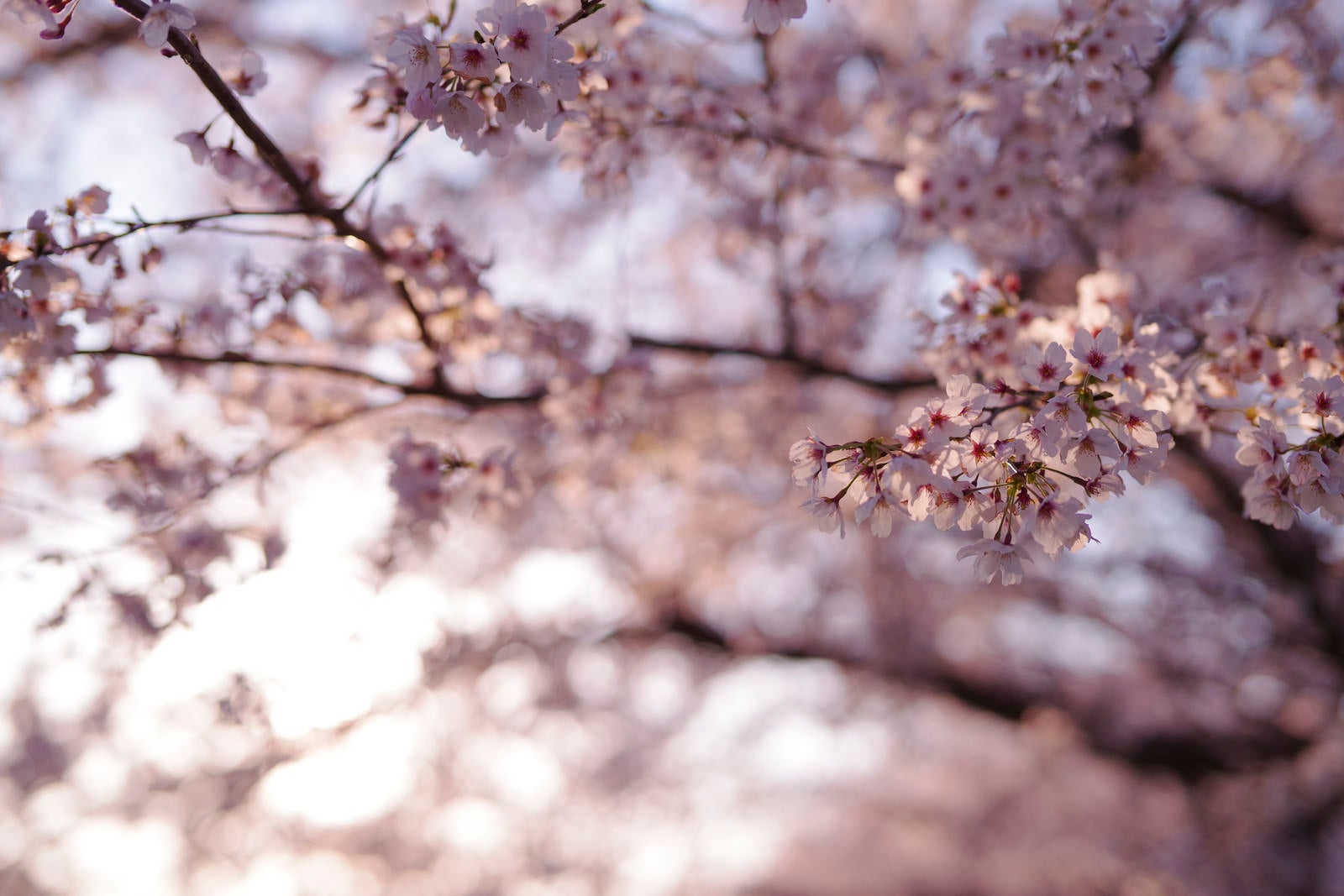 「夕日でピンクに染まる桜（ソメイヨシノ）」の写真