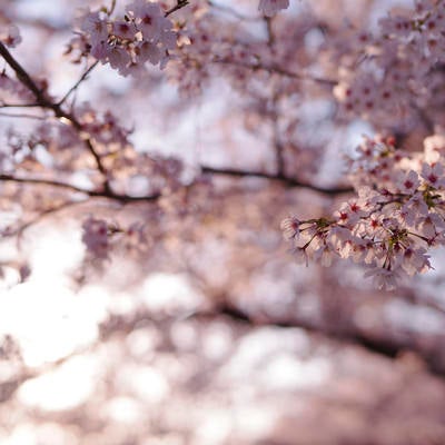 夕日でピンクに染まる桜（ソメイヨシノ）の写真