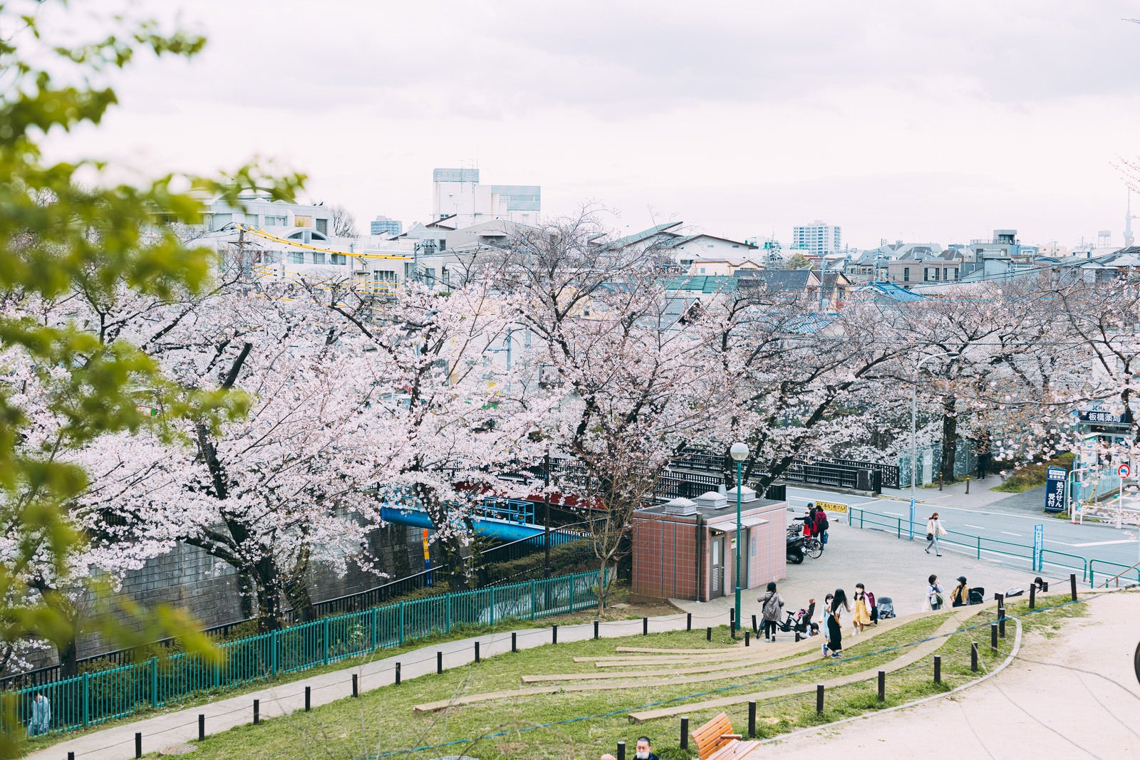 「板橋区立加賀公園の高台から桜の様子」の写真