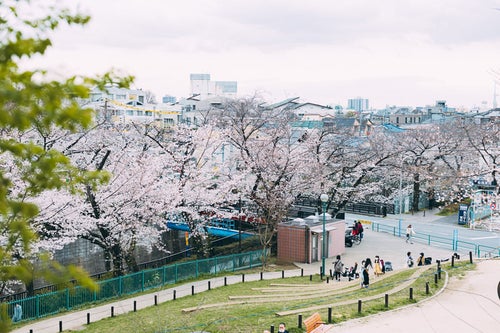板橋区立加賀公園の高台から桜の様子の写真