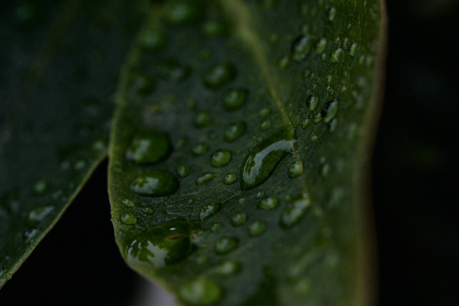 「葉に付く雨の雫」の写真