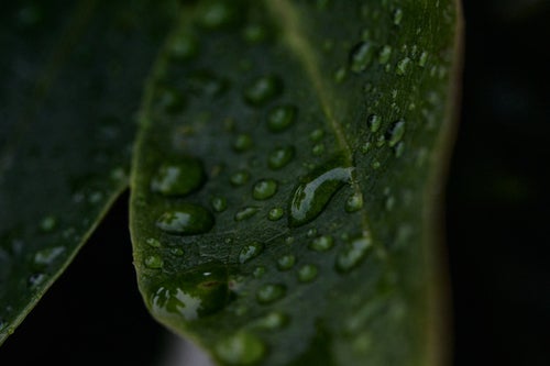 葉に付く雨の雫の写真