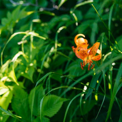 クルマユリの花の写真