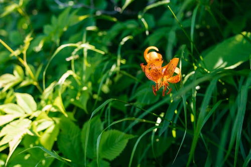 クルマユリの花の写真