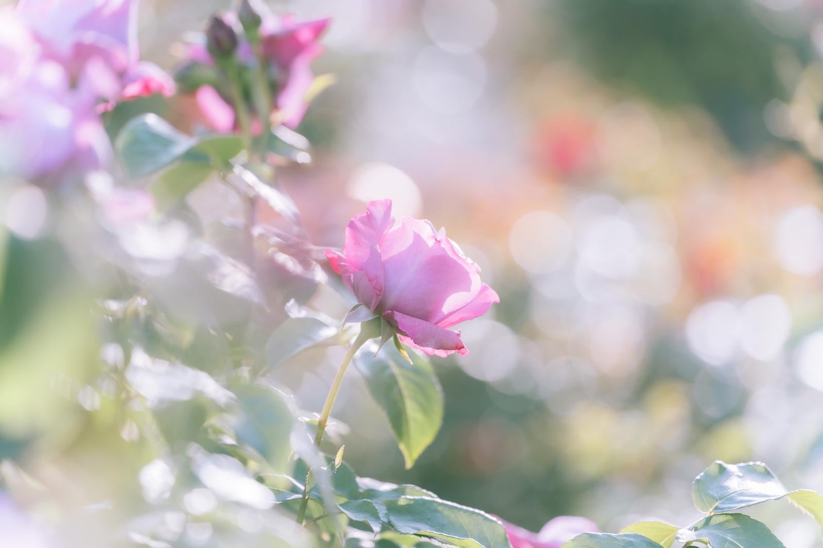 「陽光に輝く薔薇」の写真