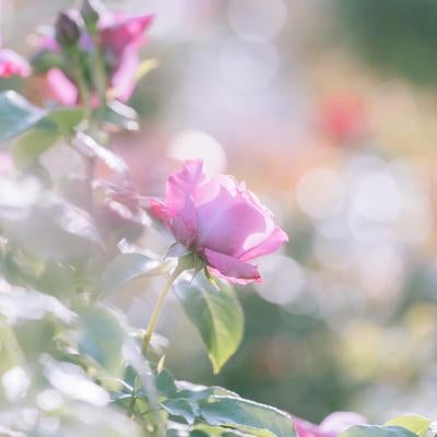 陽光に輝く薔薇の咲く庭園、ピンク色の優雅な花びらと玉ボケの写真
