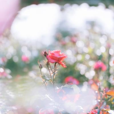 赤いバラの花と花壇の写真