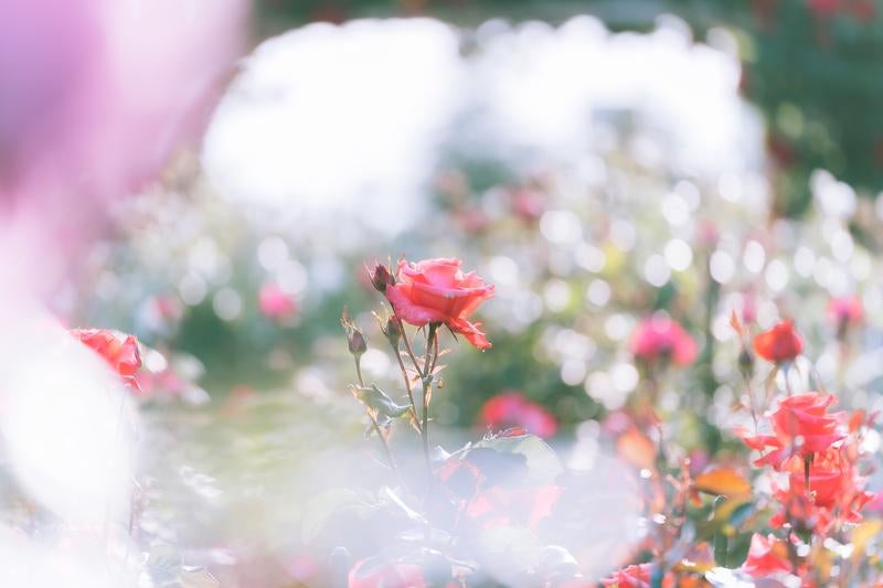 赤いバラの花と花壇の写真
