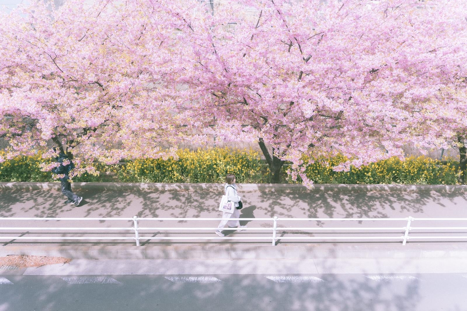 「歩道を彩る桜、春の散歩路で楽しむ自然の美」の写真