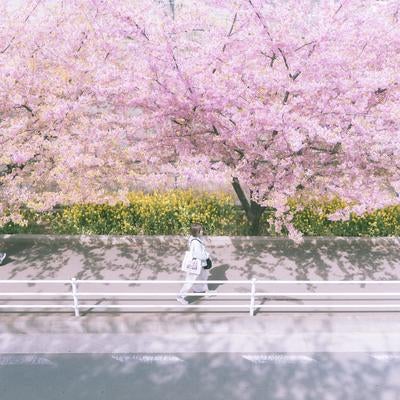 歩道を彩る桜、春の散歩路で楽しむ自然の美しさの写真
