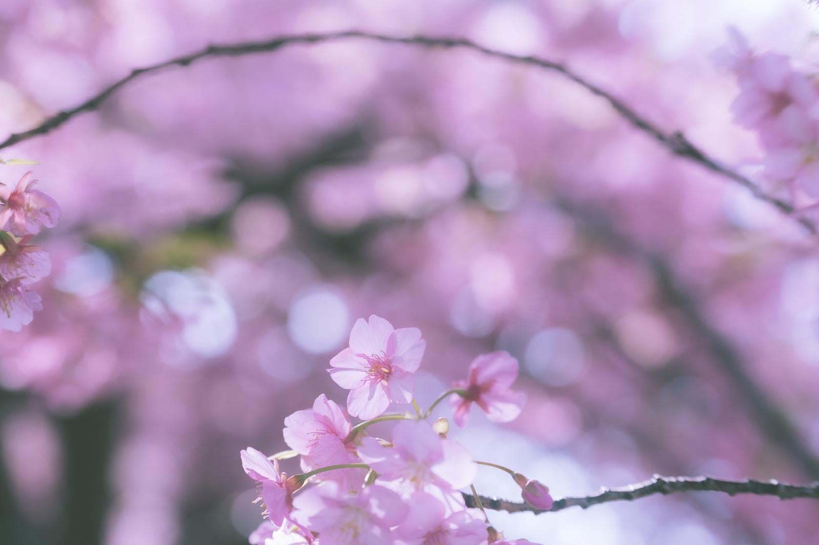 「ふんわりとしたミストライクな桜の花」の写真