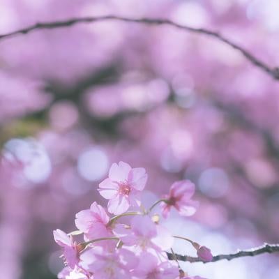 ふんわりとしたミストライクな桜の花の写真