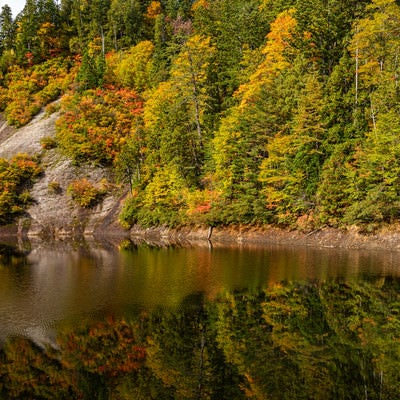 紅葉した木々と秋の太平湖（秋田県北秋田市）の写真