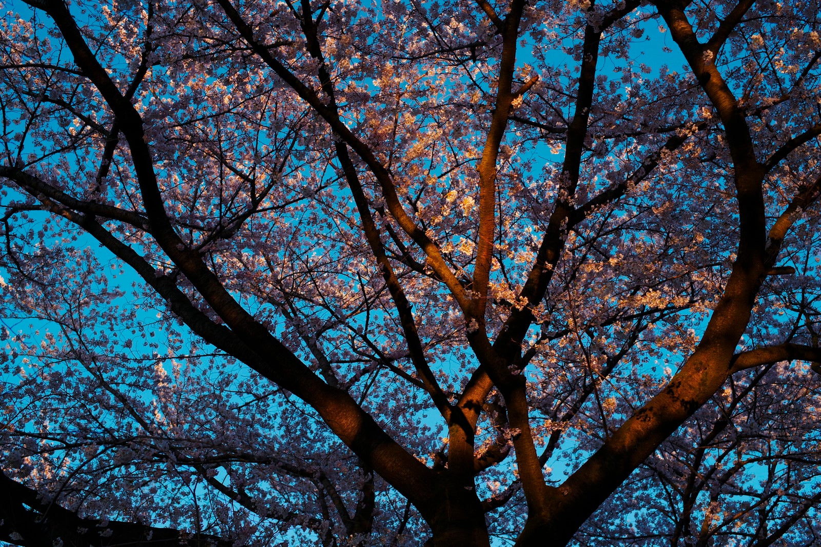 「夕日に染まるソメイヨシノ」の写真