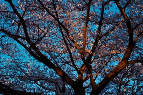 夕日に染まるソメイヨシノの写真
